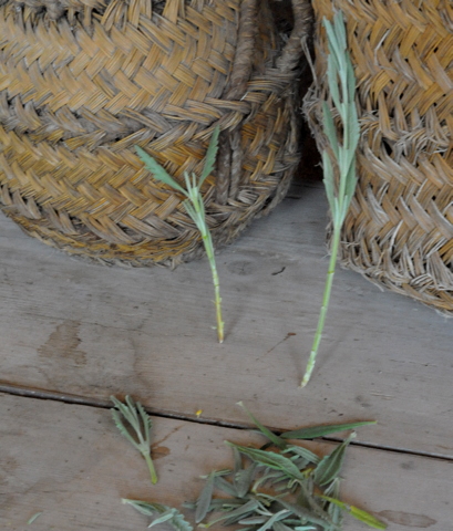 Propagating lavender and enjoying one of the best dry landscaping plants at your disposal